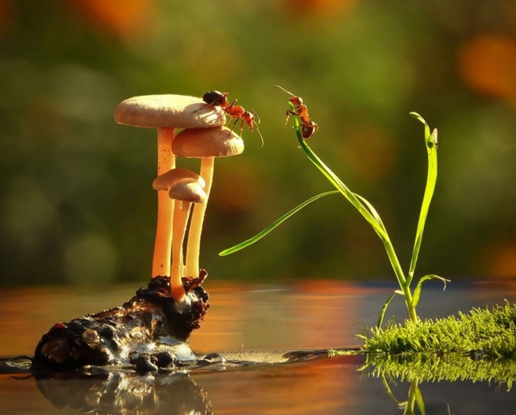 Illustration de l'article : 19 photos de champignons et de leurs petits visiteurs par Vyacheslav Mishchenko