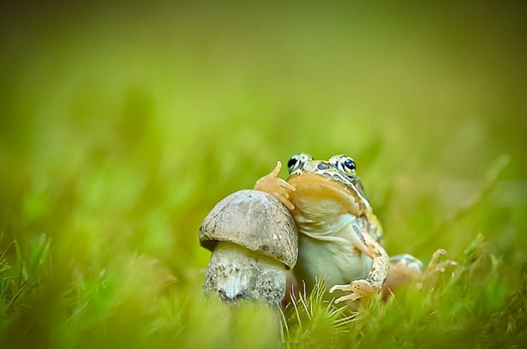 Illustration de l'article : 19 photos de champignons et de leurs petits visiteurs par Vyacheslav Mishchenko