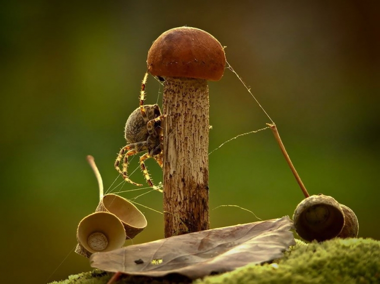 Illustration de l'article : 19 photos de champignons et de leurs petits visiteurs par Vyacheslav Mishchenko
