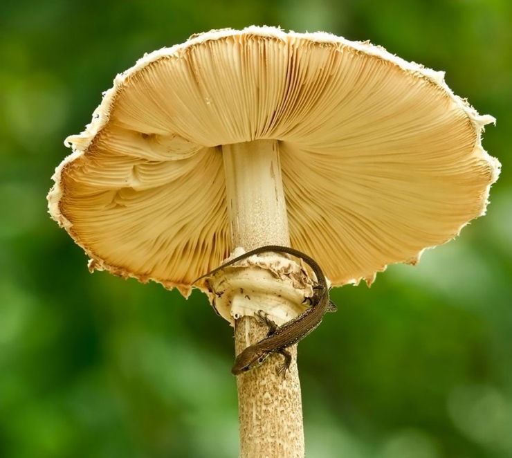 Illustration de l'article : 19 photos de champignons et de leurs petits visiteurs par Vyacheslav Mishchenko