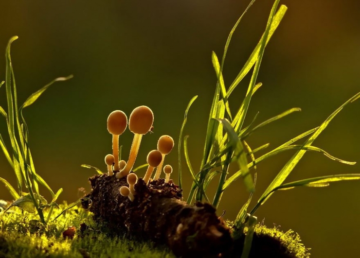 Illustration de l'article : 19 photos de champignons et de leurs petits visiteurs par Vyacheslav Mishchenko