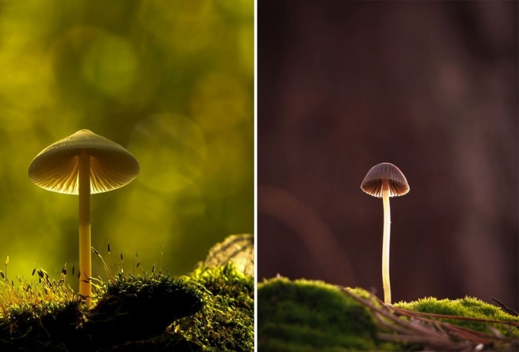 Illustration de l'article : 19 photos de champignons et de leurs petits visiteurs par Vyacheslav Mishchenko