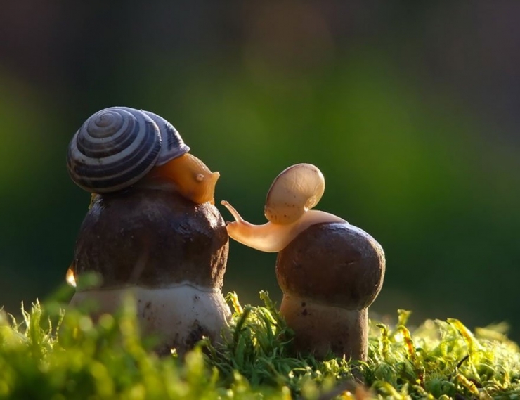 Illustration de l'article : 19 photos de champignons et de leurs petits visiteurs par Vyacheslav Mishchenko