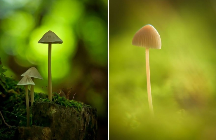 Illustration de l'article : 19 photos de champignons et de leurs petits visiteurs par Vyacheslav Mishchenko
