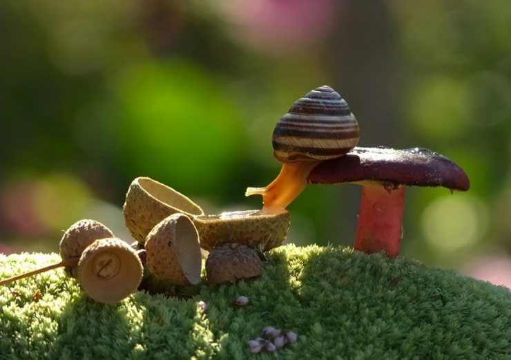 Illustration de l'article : 19 photos de champignons et de leurs petits visiteurs par Vyacheslav Mishchenko