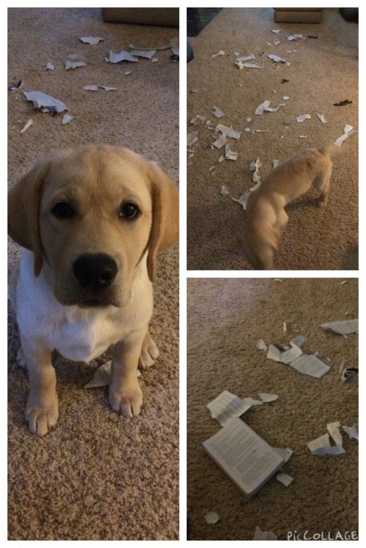 Illustration de l'article : Ces 21 chiens n'en font vraiment qu'à leur tête