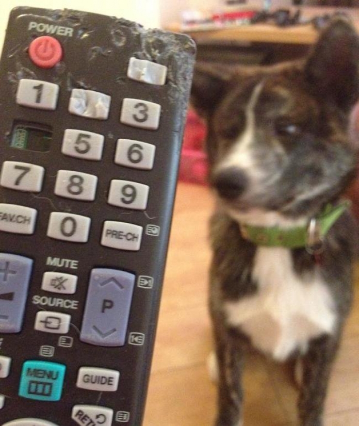 Illustration de l'article : Ces 21 chiens n'en font vraiment qu'à leur tête