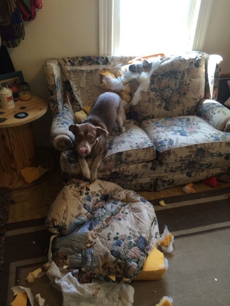 Illustration de l'article : Ces 21 chiens n'en font vraiment qu'à leur tête