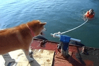 Illustration de l'article : Ces 21 chiens n'en font vraiment qu'à leur tête