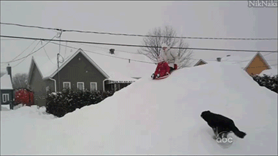 Illustration de l'article : Ces 21 chiens n'en font vraiment qu'à leur tête