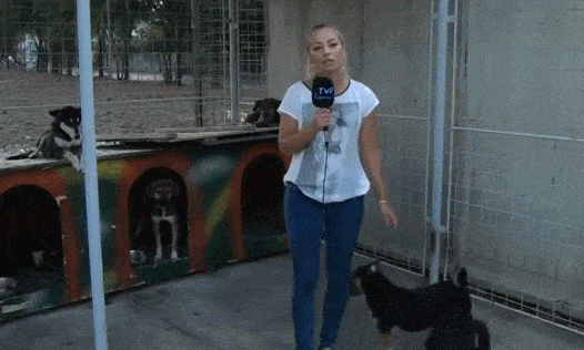 Illustration de l'article : Ces 21 chiens n'en font vraiment qu'à leur tête