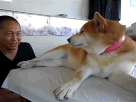 Illustration de l'article : Ces 21 chiens n'en font vraiment qu'à leur tête