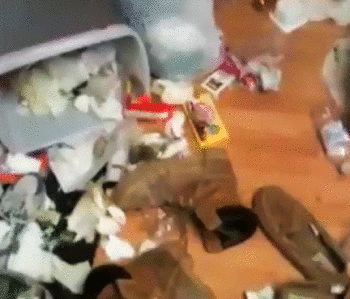 Illustration de l'article : Ces 21 chiens n'en font vraiment qu'à leur tête