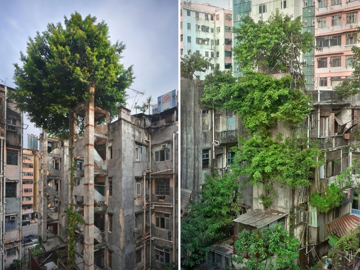 Illustration de l'article : Ces 16 lieux ou la nature a repris ses droits