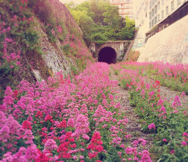 Illustration de l'article : Ces 16 lieux ou la nature a repris ses droits
