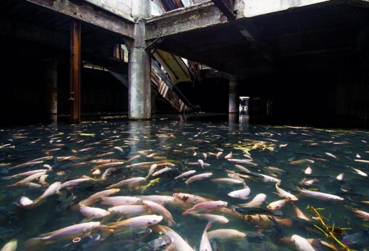 Illustration de l'article : Ces 16 lieux ou la nature a repris ses droits