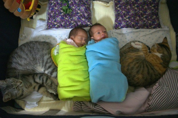 Illustration de l'article : Les chats savent aussi faire preuve de tendresse. D&eacute;monstration en 24 images