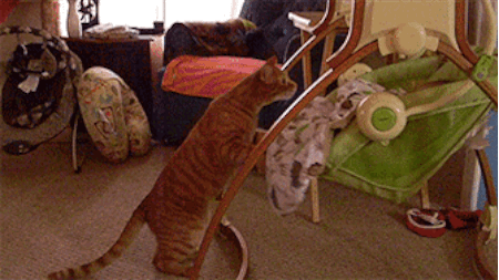 Illustration de l'article : Les chats savent aussi faire preuve de tendresse. D&eacute;monstration en 24 images