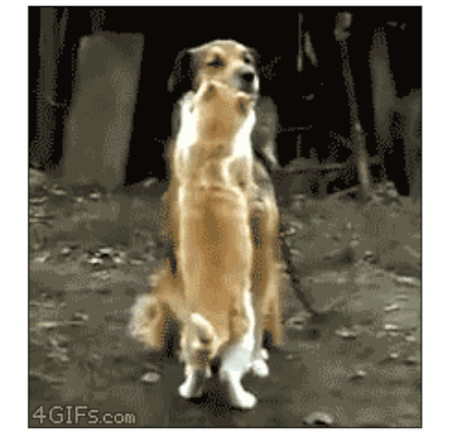 Illustration de l'article : Les chats savent aussi faire preuve de tendresse. D&eacute;monstration en 24 images