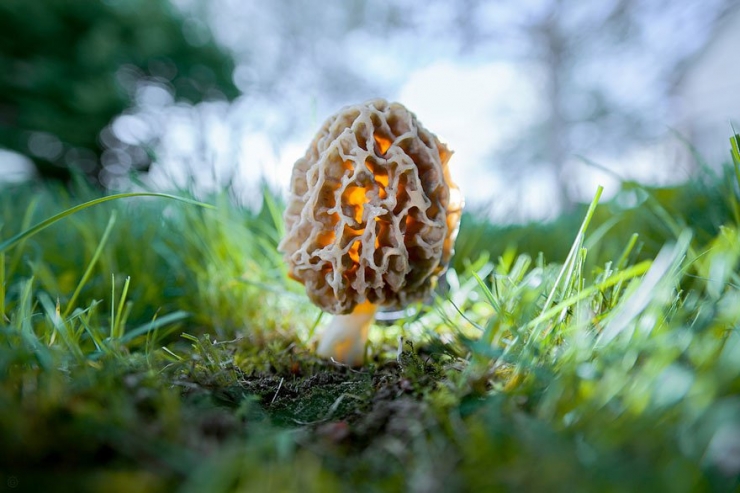 Illustration de l'article : 22 splendides photos de champignons de toutes les couleurs, formes et tailles