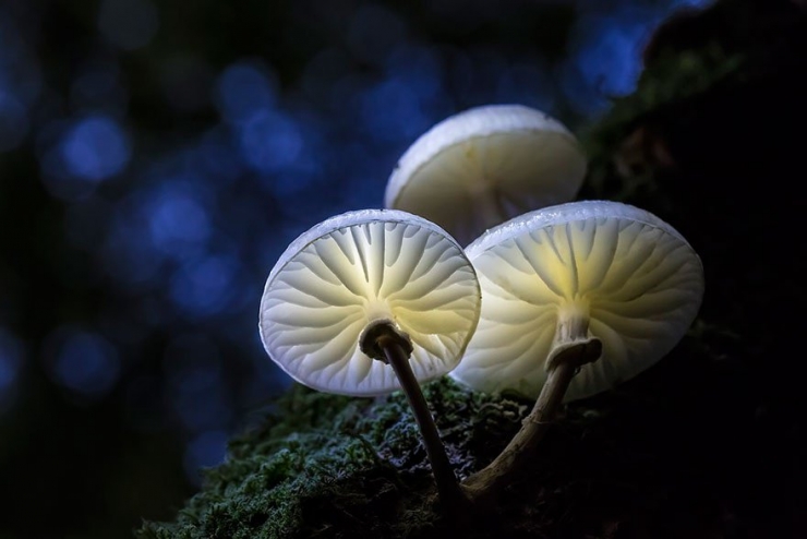 Illustration de l'article : 22 splendides photos de champignons de toutes les couleurs, formes et tailles