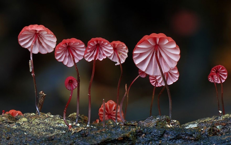 Illustration de l'article : 22 splendides photos de champignons de toutes les couleurs, formes et tailles