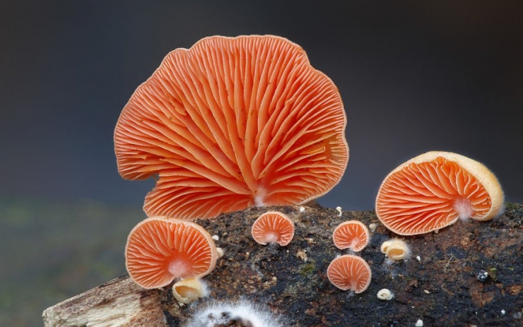 Illustration de l'article : 22 splendides photos de champignons de toutes les couleurs, formes et tailles