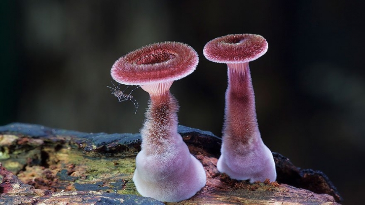 Illustration de l'article : 22 splendides photos de champignons de toutes les couleurs, formes et tailles