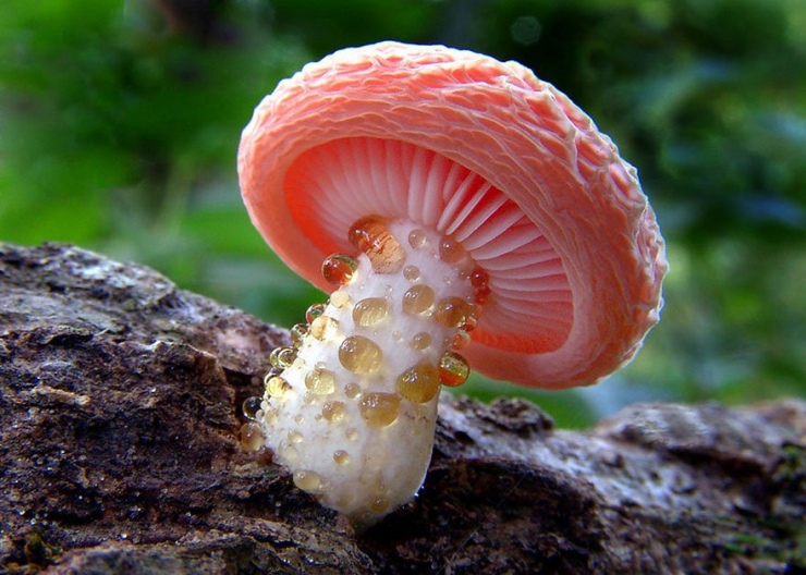 Illustration de l'article : 22 splendides photos de champignons de toutes les couleurs, formes et tailles