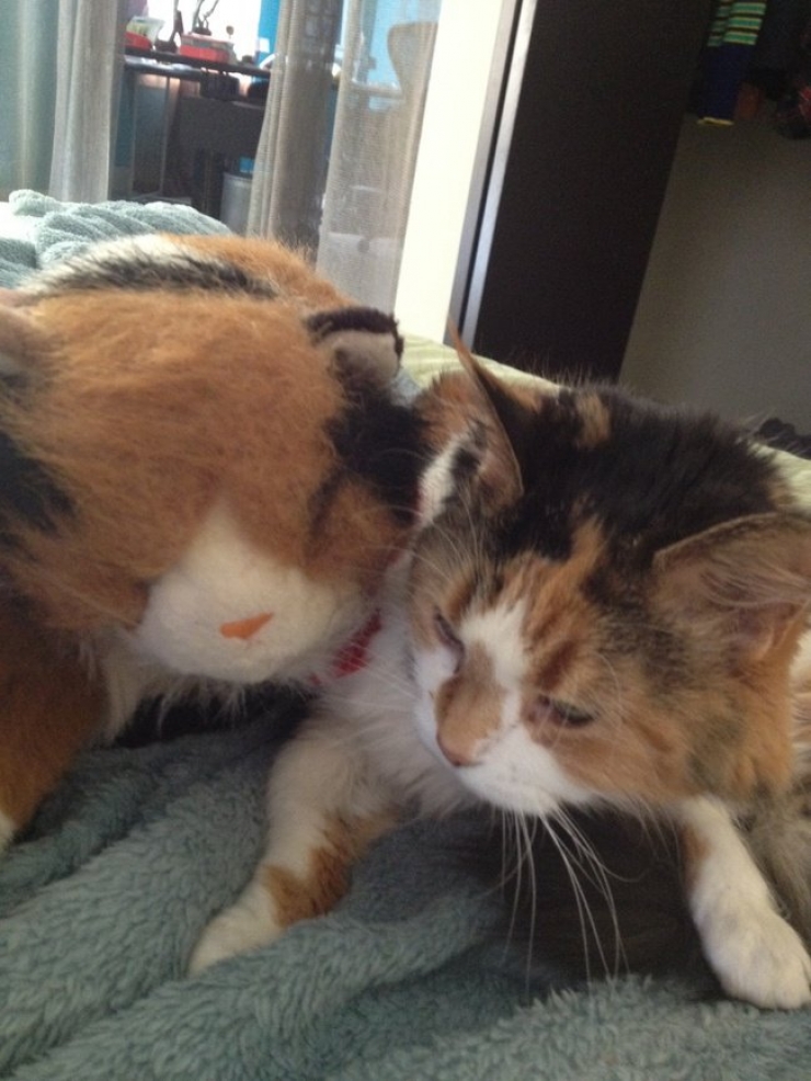 Illustration de l'article : 22 animaux photgraphiés aux côtés de peluches qui leur ressemblent comme deux gouttes d'eau