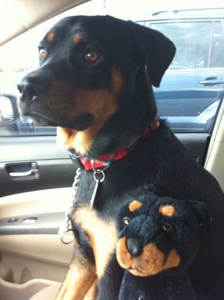 Illustration de l'article : 22 animaux photgraphiés aux côtés de peluches qui leur ressemblent comme deux gouttes d'eau