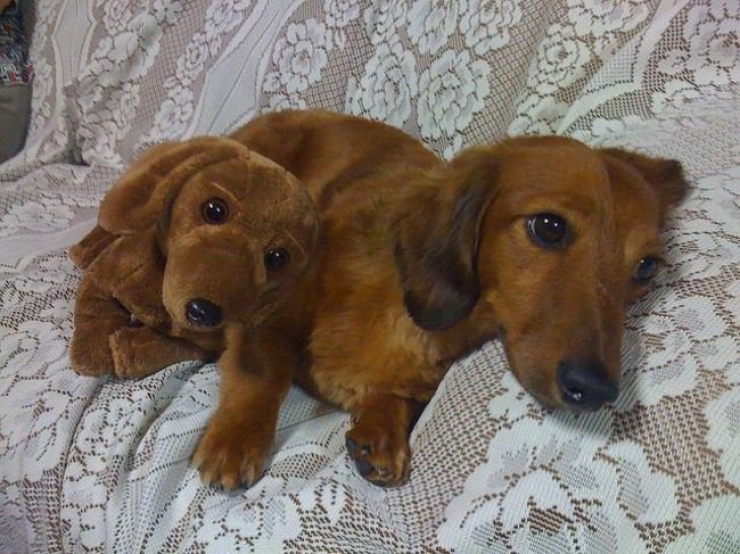 Illustration de l'article : 22 animaux photgraphiés aux côtés de peluches qui leur ressemblent comme deux gouttes d'eau