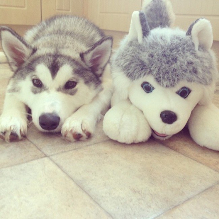 Illustration de l'article : 22 animaux photgraphiés aux côtés de peluches qui leur ressemblent comme deux gouttes d'eau