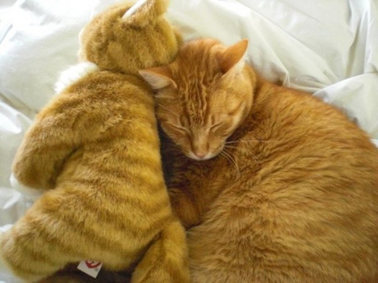 Illustration de l'article : 22 animaux photgraphiés aux côtés de peluches qui leur ressemblent comme deux gouttes d'eau