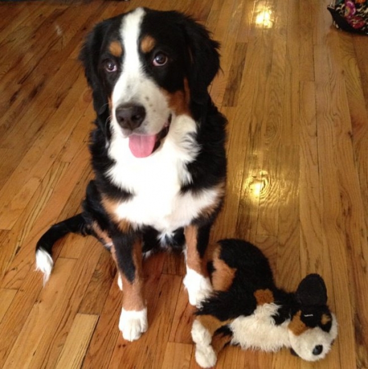 Illustration de l'article : 22 animaux photgraphiés aux côtés de peluches qui leur ressemblent comme deux gouttes d'eau