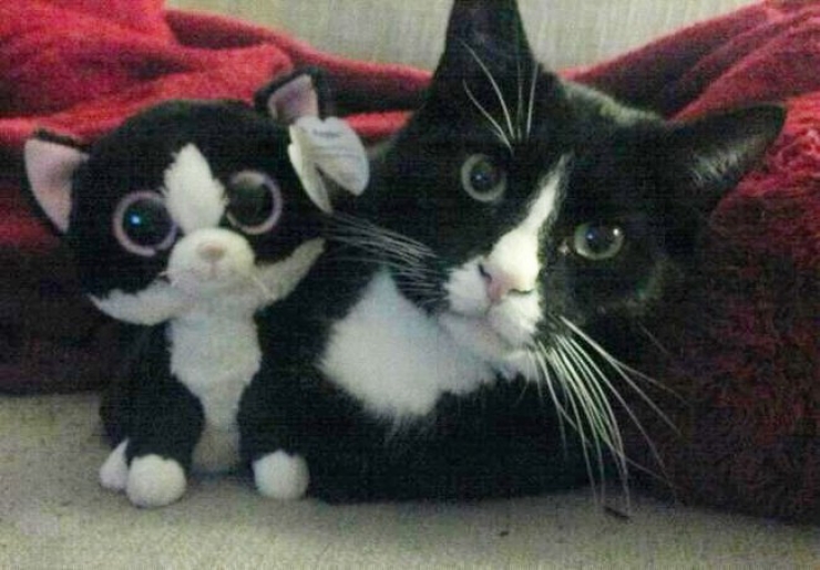 Illustration de l'article : 22 animaux photgraphiés aux côtés de peluches qui leur ressemblent comme deux gouttes d'eau