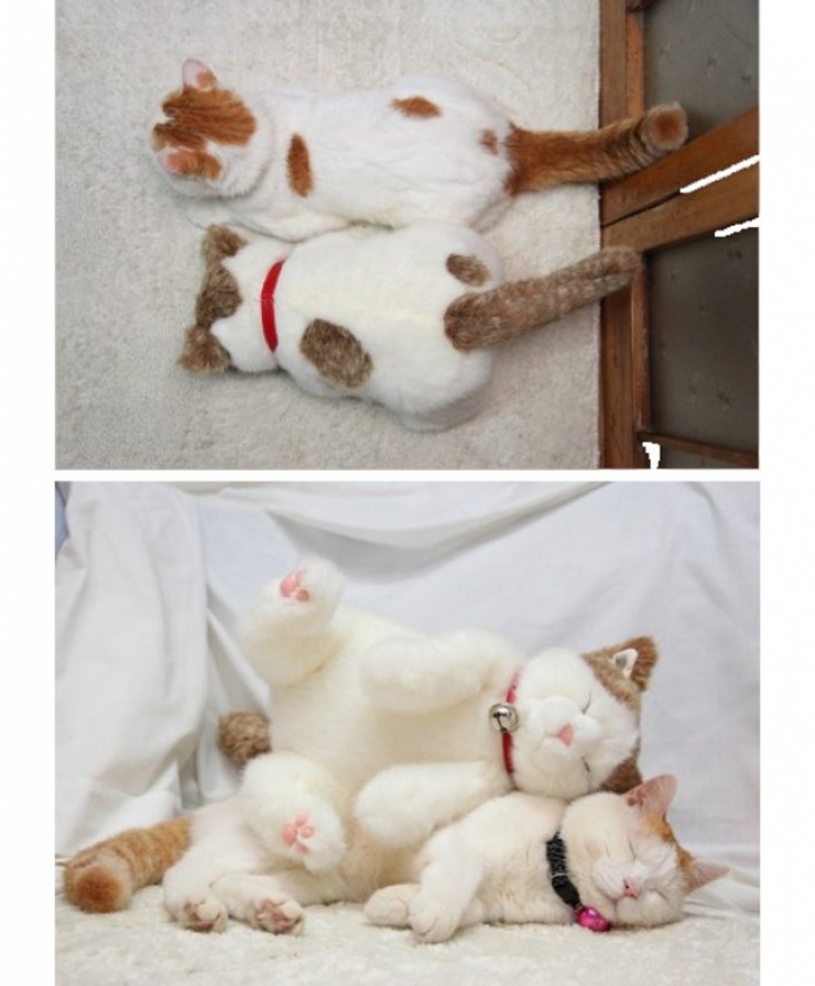 Illustration de l'article : 22 animaux photgraphiés aux côtés de peluches qui leur ressemblent comme deux gouttes d'eau