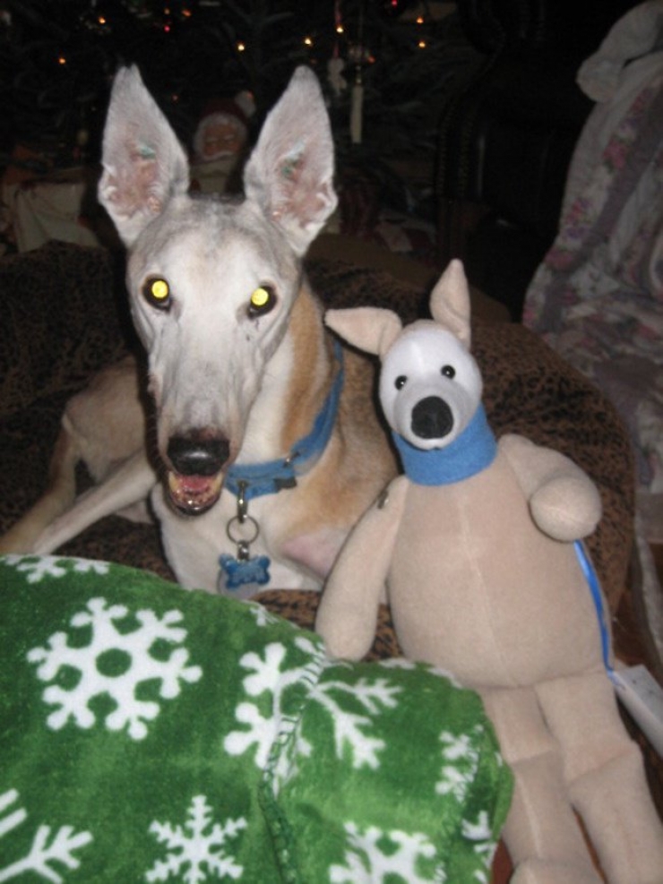 Illustration de l'article : 22 animaux photgraphiés aux côtés de peluches qui leur ressemblent comme deux gouttes d'eau