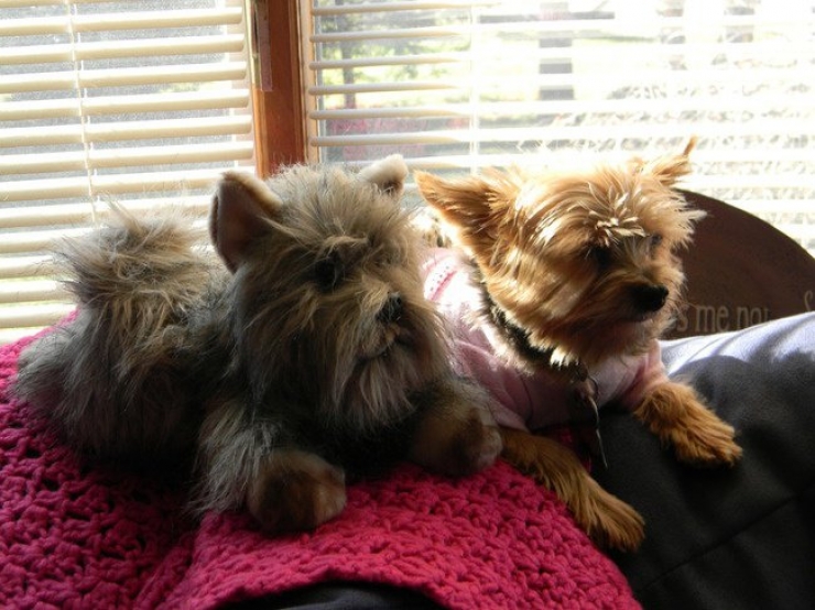 Illustration de l'article : 22 animaux photgraphiés aux côtés de peluches qui leur ressemblent comme deux gouttes d'eau