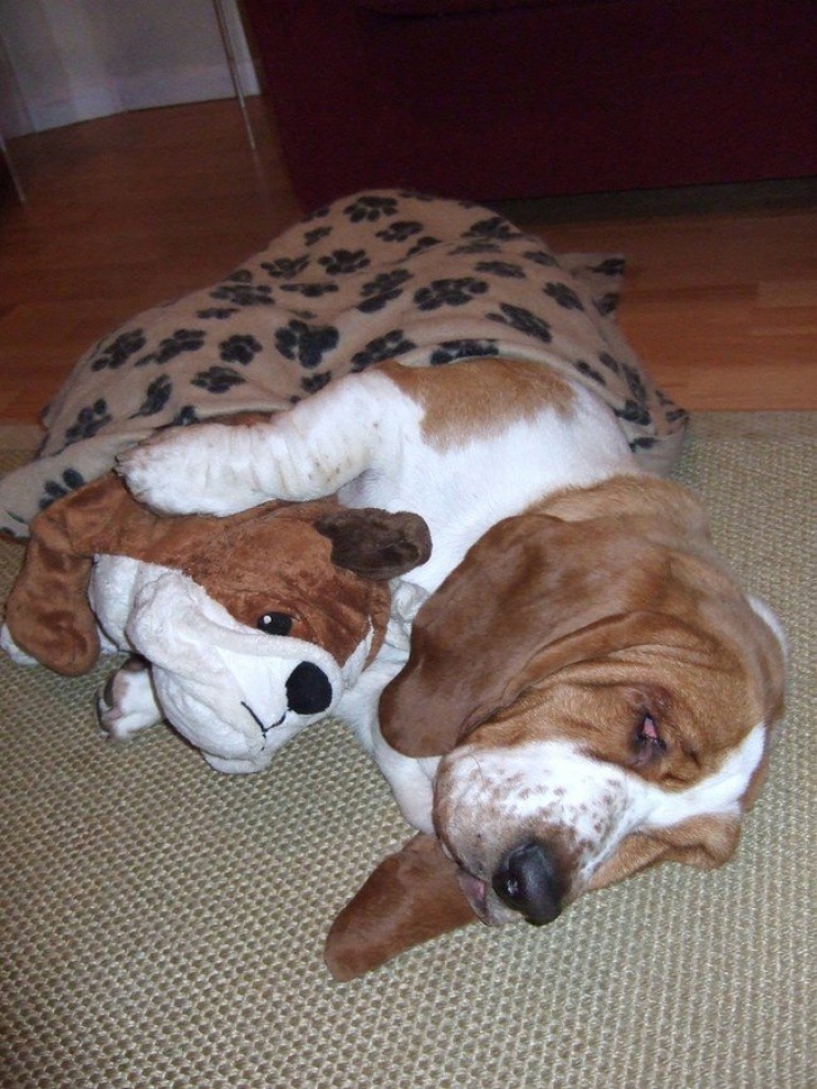 Illustration de l'article : 22 animaux photgraphiés aux côtés de peluches qui leur ressemblent comme deux gouttes d'eau