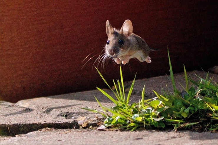 Illustration de l'article : Dans la s&eacute;rie "ces photos prises au bon moment", en voici 16 nouvelles