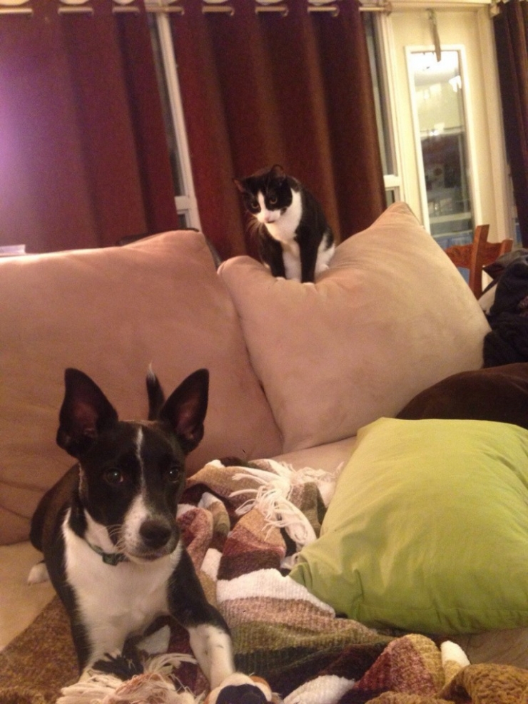 Illustration de l'article : 10 chats qui d&eacute;testent leur nouveau compagnon de jeu