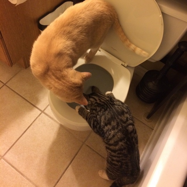 Illustration de l'article : Ces animaux qui r&eacute;sument parfaitement nos relations fraternelles