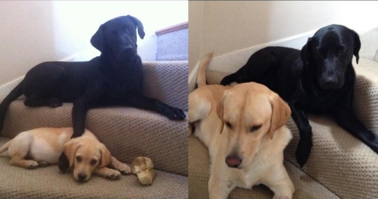 Illustration de l'article : Ces animaux qui r&eacute;sument parfaitement nos relations fraternelles