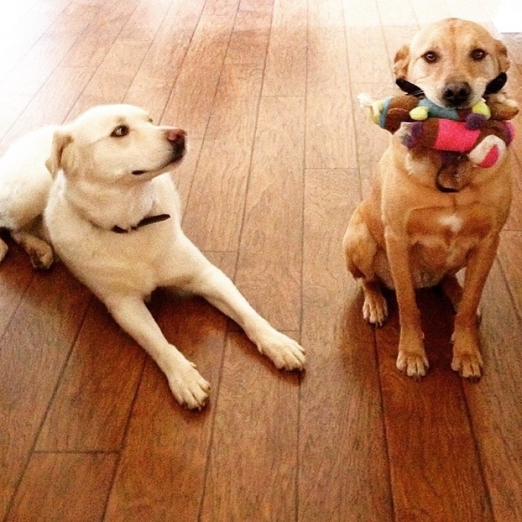 Illustration de l'article : Ces animaux qui r&eacute;sument parfaitement nos relations fraternelles