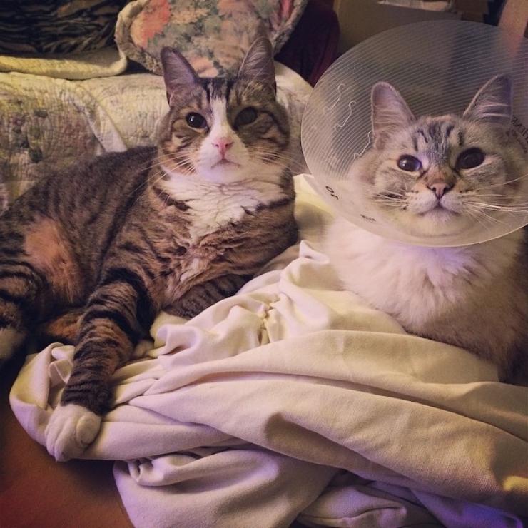 Illustration de l'article : Ces animaux qui r&eacute;sument parfaitement nos relations fraternelles