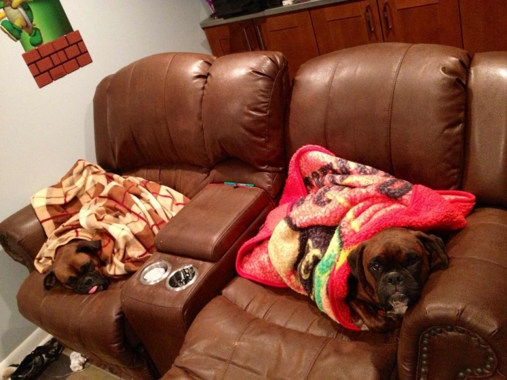 Illustration de l'article : Ces animaux qui r&eacute;sument parfaitement nos relations fraternelles