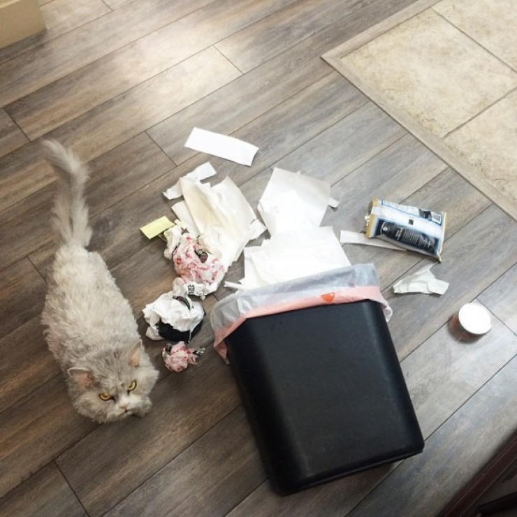 Illustration de l'article : Avec Albert, chat ne rigole pas !