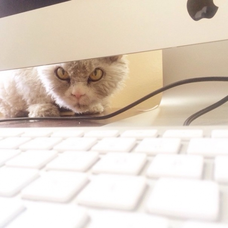 Illustration de l'article : Avec Albert, chat ne rigole pas !