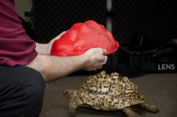 Illustration de l'article : L'impression 3D au secours d'une tortue